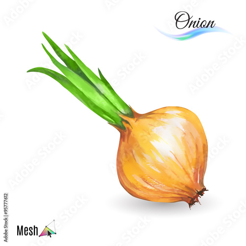 Watercolor onion