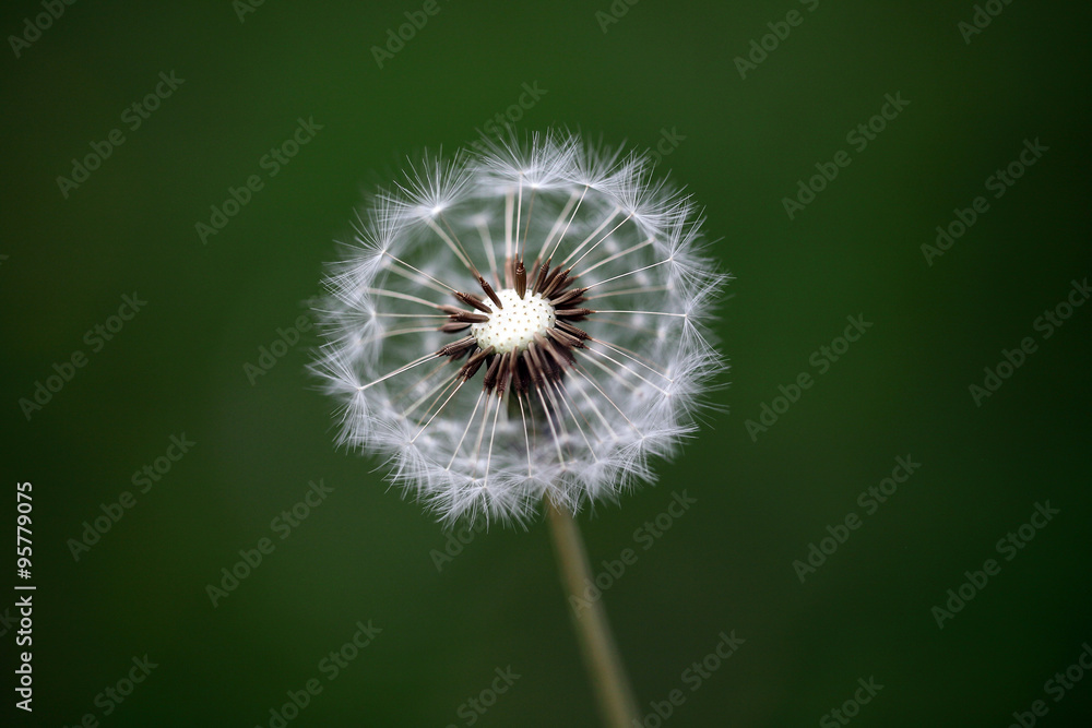 Beautiful Dandelion flower against green background Beautiful Dandelion flower against green background