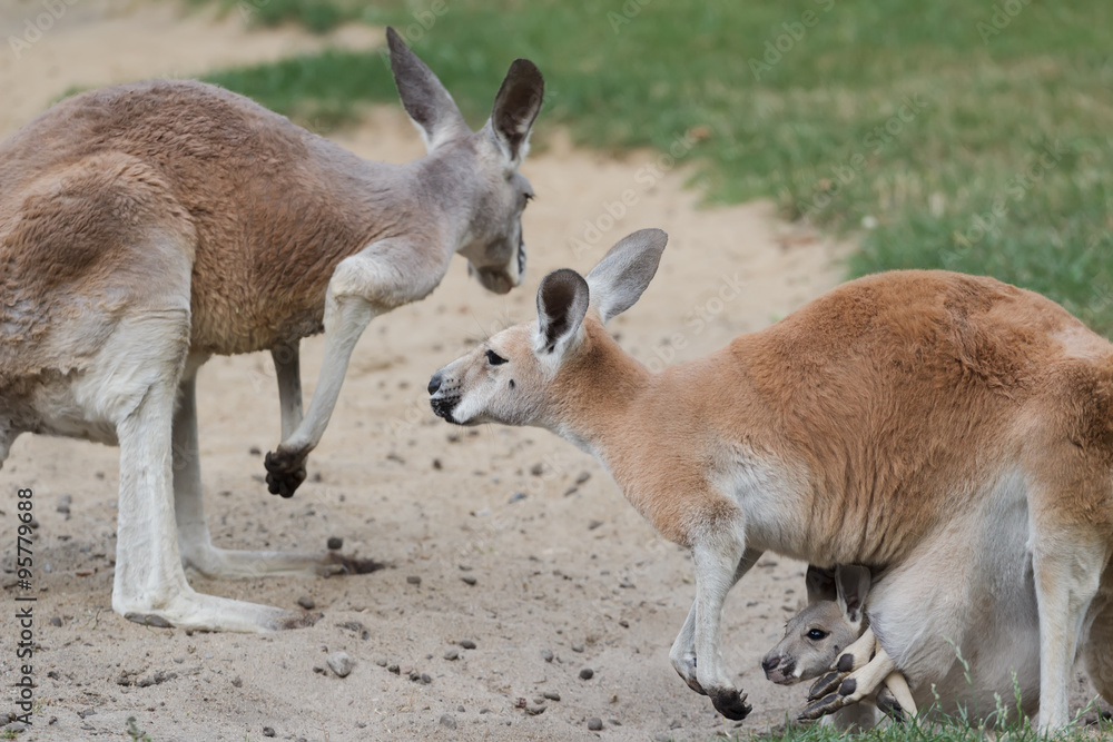 Red kangaroo or Macropus rufus family with joey baby kangaroo carried in female pouch Red kangaroo or Macropus rufus family with joey baby kangaroo carried in female pouch