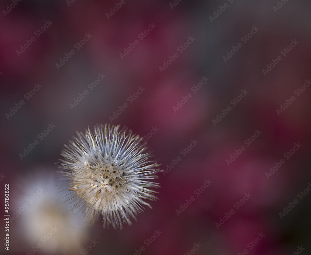 flower dry box on the pale crimson background 