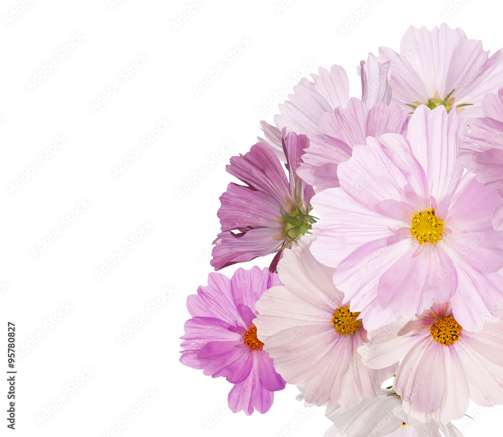Beautiful bouquet pink flowers garden on white background Beautiful bouquet pink flowers garden on white background