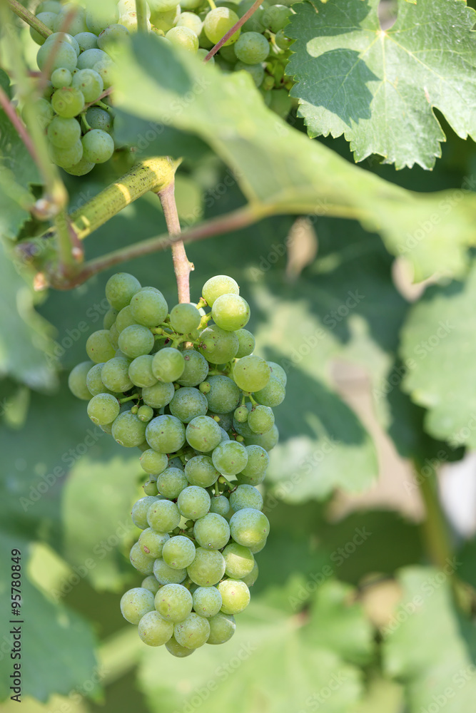 Weintrauben, grün, hell mit Laub, Weinrebe, Weinstock Weintrauben, grün, hell mit Laub, Weinrebe, Weinstock