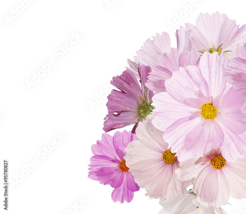 Beautiful bouquet pink flowers garden on white background 