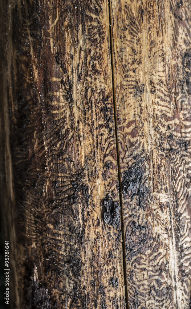 Obraz premium Ips typographus - spruce bark beetle - dead tree