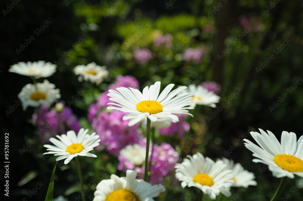 Fototapeta premium White daisies on dark green magenta background.
