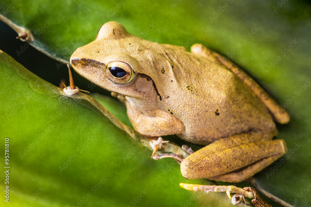 Obraz premium Thai small frog, Pad, Kiet