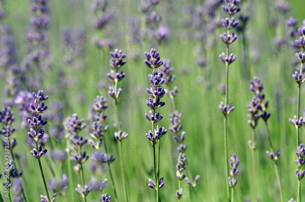 Obraz premium Echter Lavendel