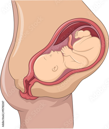 illustration of pregnant woman and her fetus 