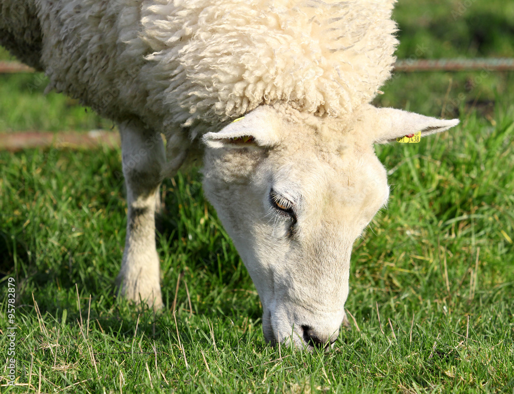 Photo of a female sheep in a pasture. Photo of a female sheep in a pasture.