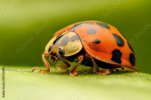 Ladybug extreme closeup