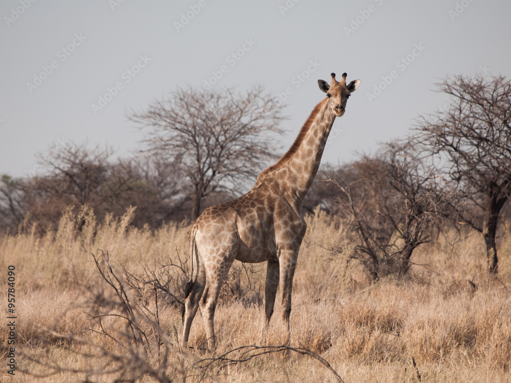 Fototapeta premium Standing giraffe in savanna