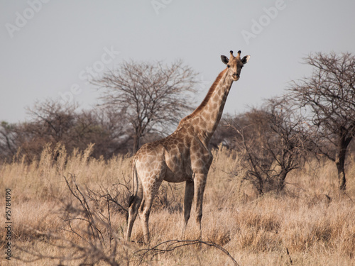 Standing giraffe in savanna