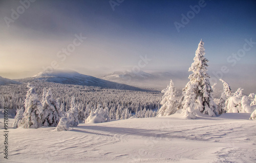Wallpaper Mural Snowbound winter landscape with snow covered trees Torontodigital.ca