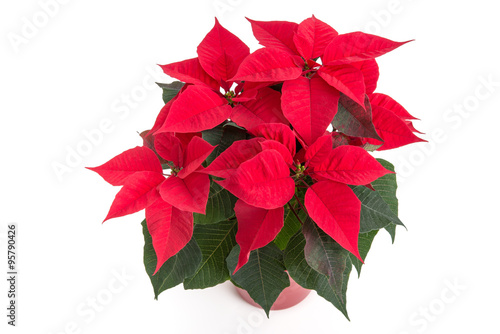 Fototapeta Naklejka Na Ścianę i Meble -  Weihnachtsstern (Euphorbia pulcherrima)