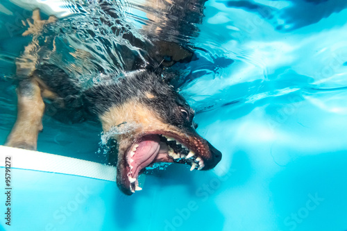 Ausralian Cattle Dog unter Wasser photo