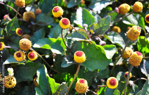 Parakresse (Acmella oleracea)