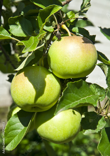 fresh and juicy apples