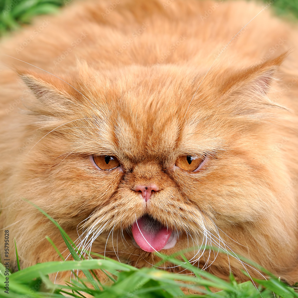 Red cat lying in the green grass and crying