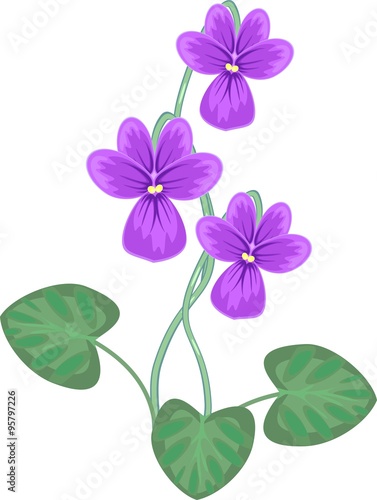 Viola