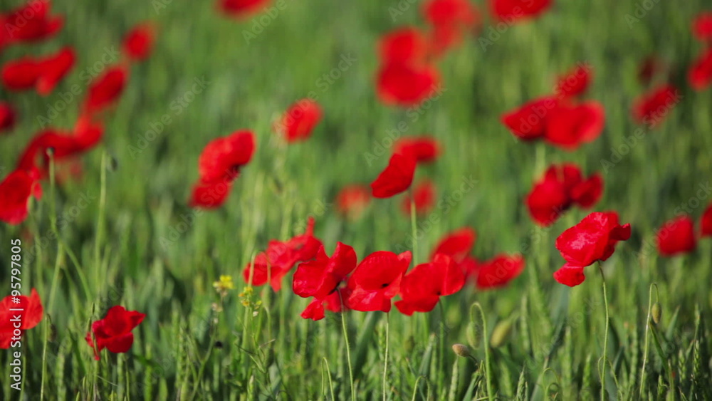Red poppy in field Red poppy in field