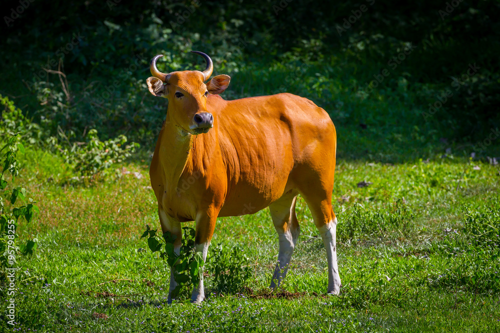 Very close up of Banteng (Bos javanicus) in real nature Very close up of Banteng (Bos javanicus) in real nature