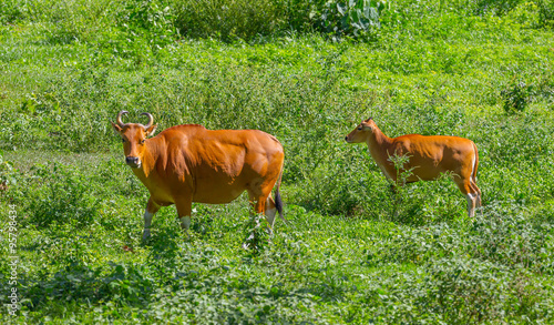 Female of Banteng (Bos javanicus) and her cub in real nature photo