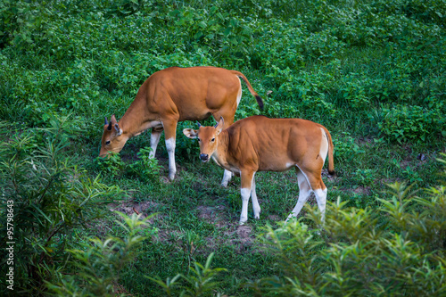 Close up two cubs of  Banteng  Bos javanicus   in real nature 