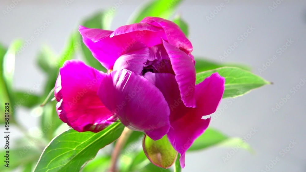 Timelapse of pink peony flower blooming. Time lapse. Timelapse of pink peony flower blooming. Time lapse.