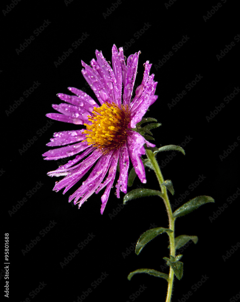 Fototapeta premium flower