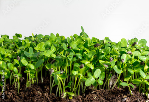 green young sunflower sprouts and soil on white background