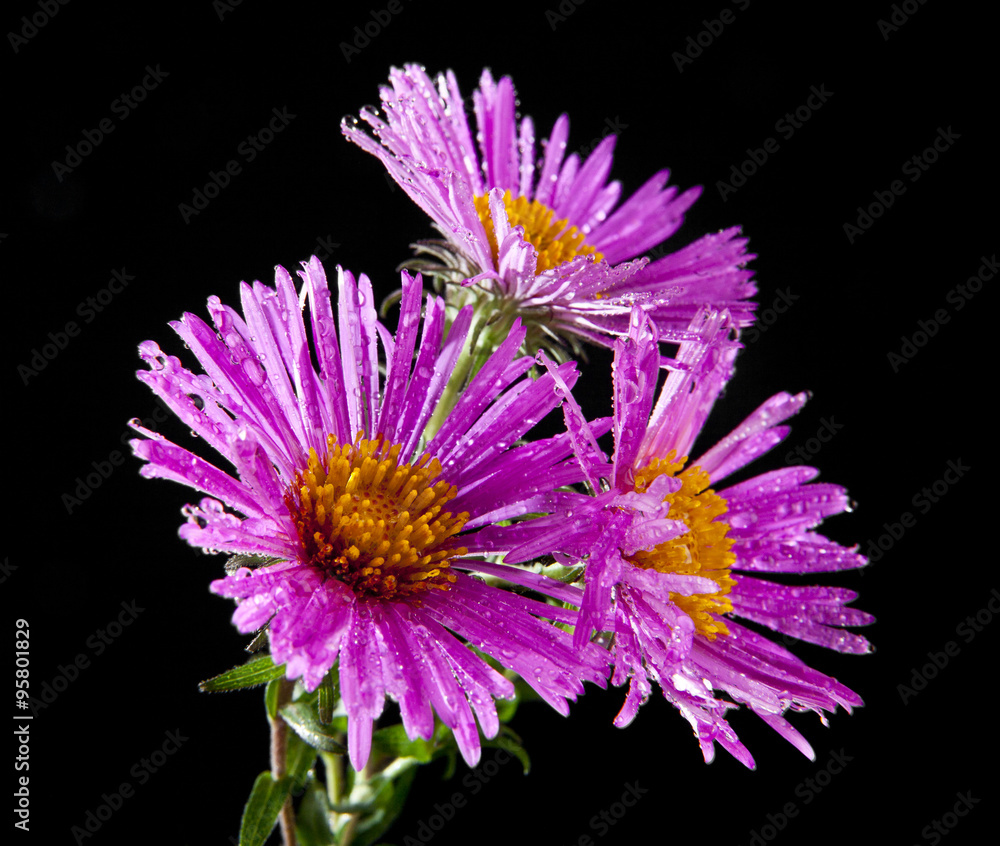 Obraz premium flowers