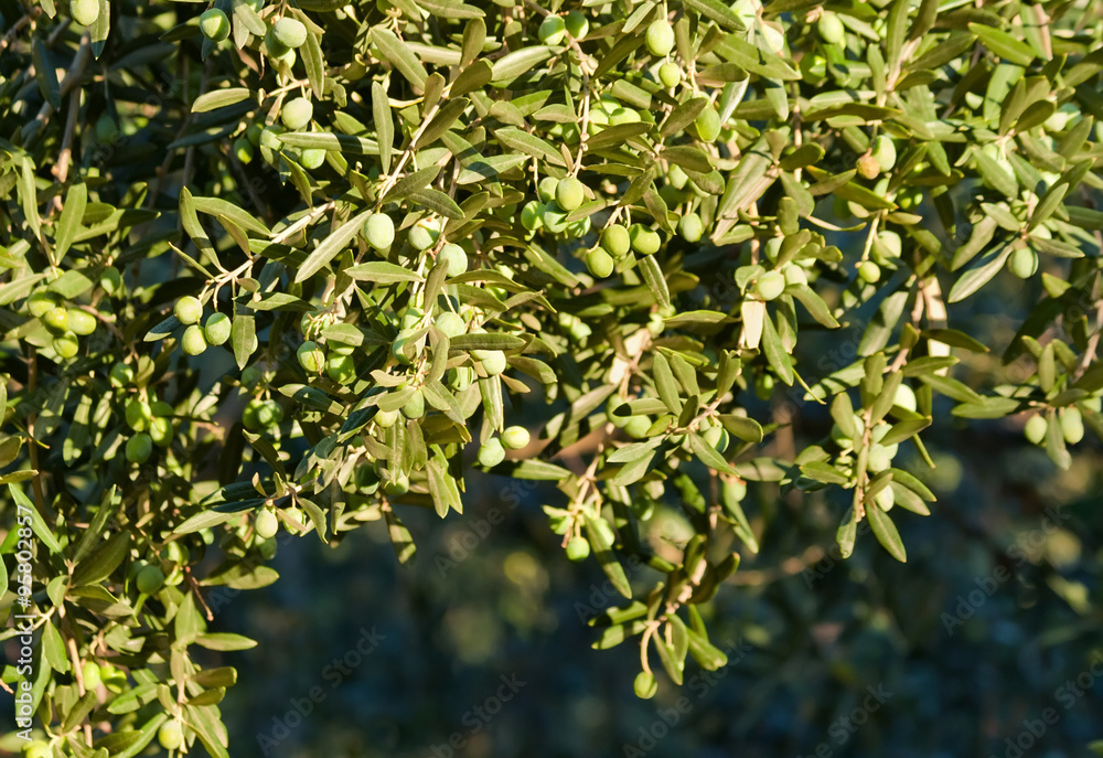 Young Olives On Tree Young Olives On Tree