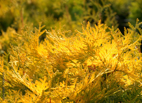 Thuja occidentalis Yellow Ribbon photo