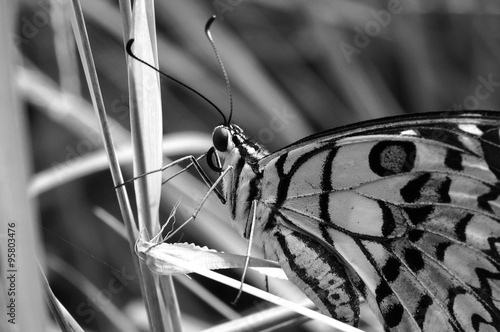 Blue Pansy (Junonia orithya) photo