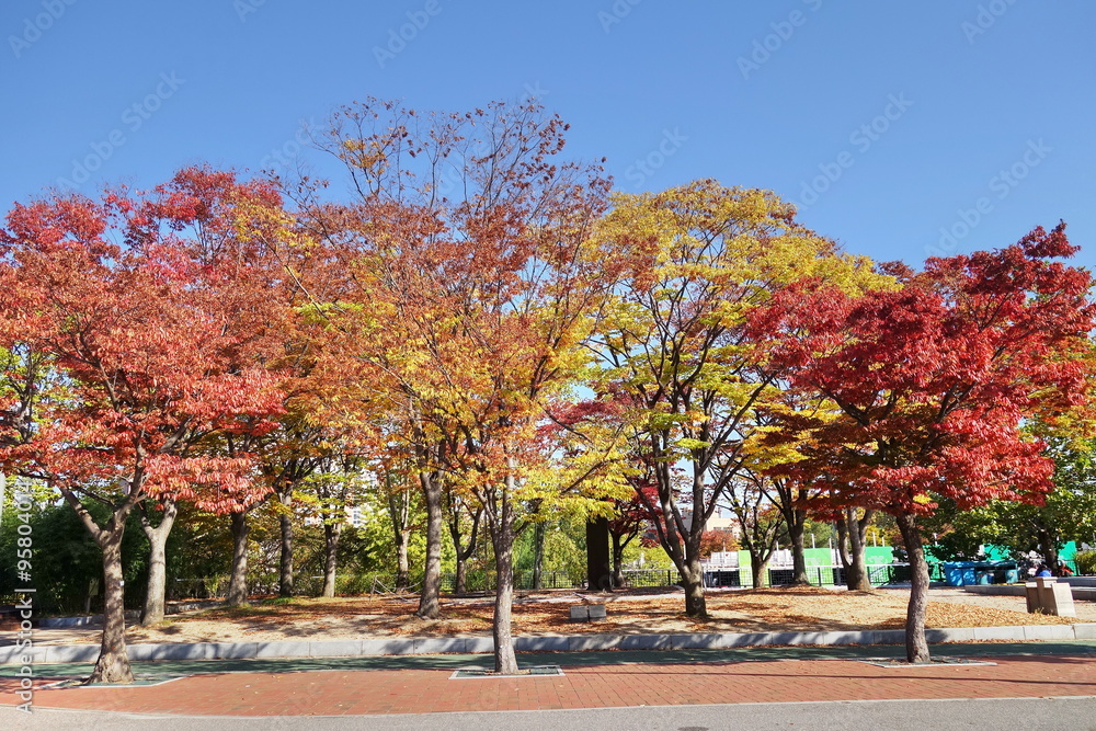 Naklejka premium Colorful trees in autumn
