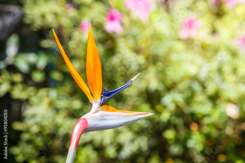 Bird of Paradise flower