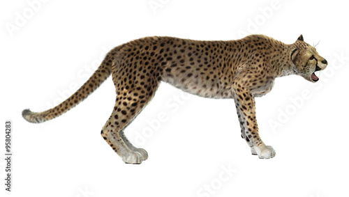 Big Cat Cheetah