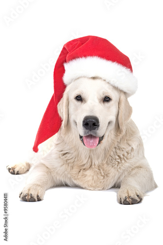 dog Labrador in Santa Claus's cap © rozaivn58