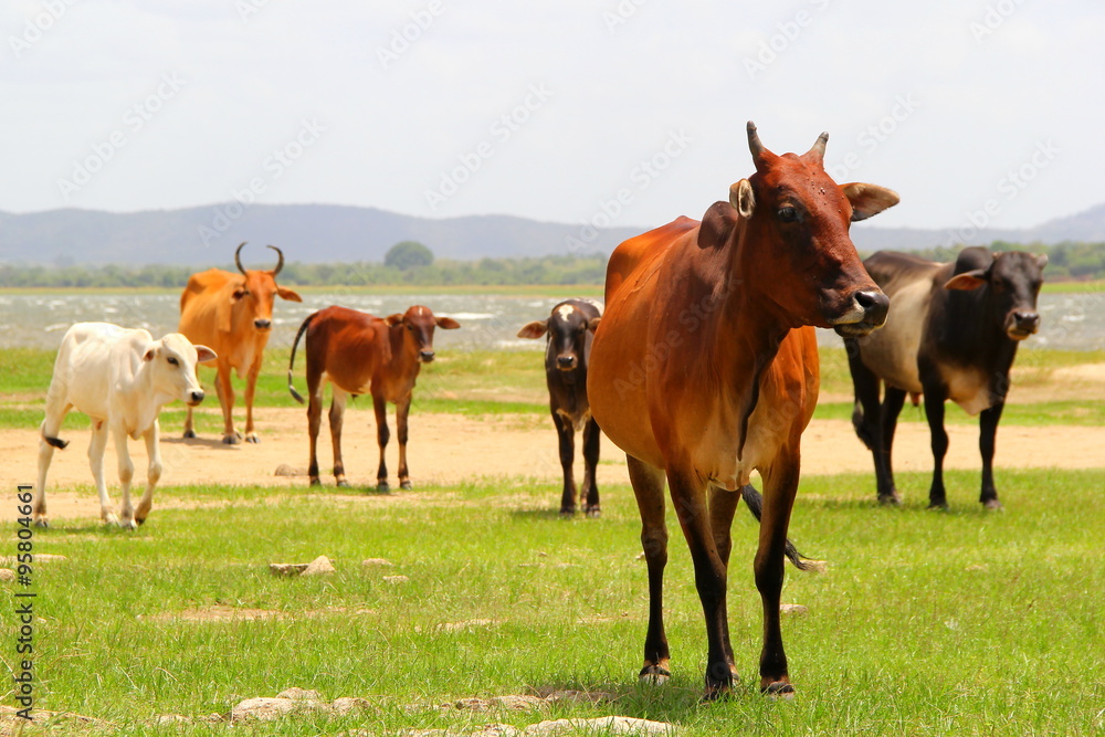 スリランカの牛