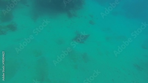 adlerrochen schwebt im schoenen blauen meer
 photo