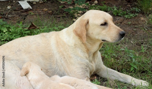 Mom and labrador puppies one month old suckling. © seagames50