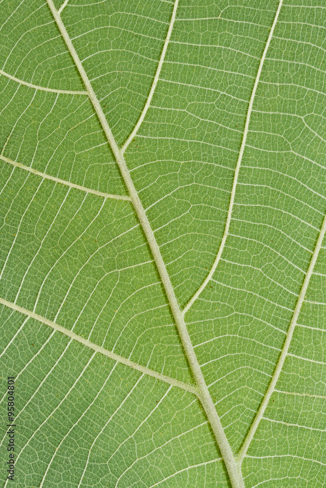 Detail texture green leaf of a plant Detail texture green leaf of a plant