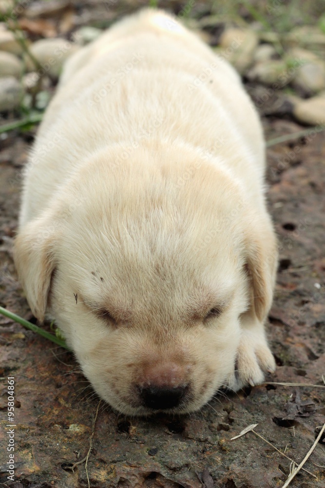 Labrador puppy cute one month old was sleeping. Labrador puppy cute one month old was sleeping.
