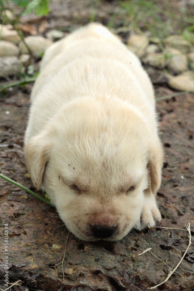 Labrador puppy cute one month old was sleeping. Labrador puppy cute one month old was sleeping.