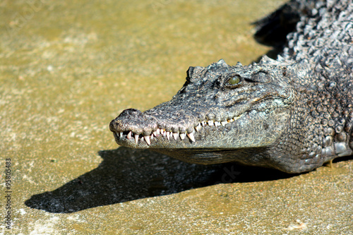 Close up head of crocodile