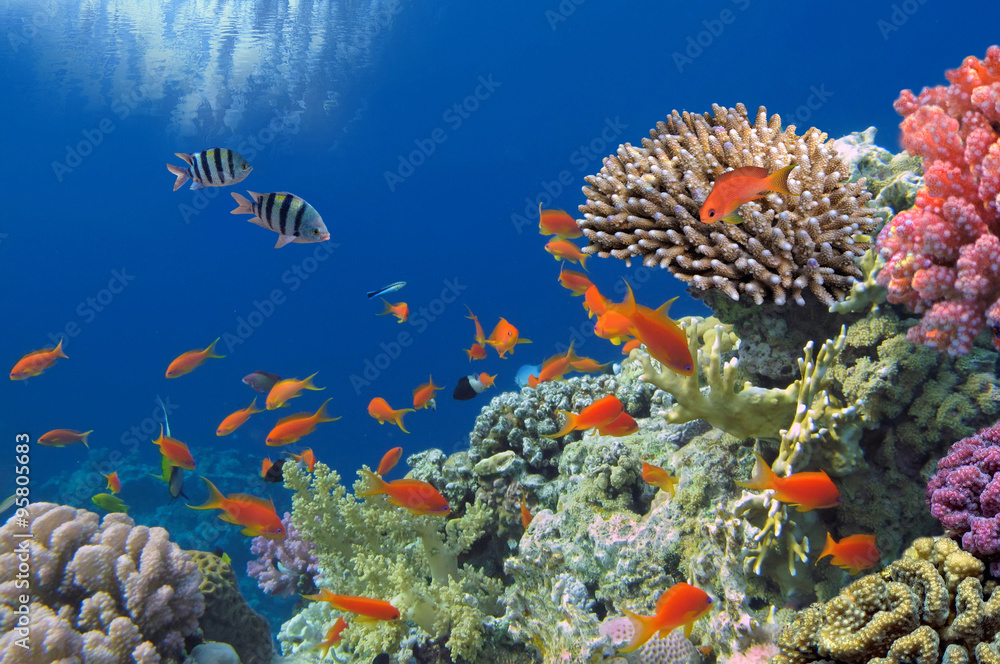 Naklejka premium Tropikalna ryba na rafie koralowej w Morzu Czerwonym