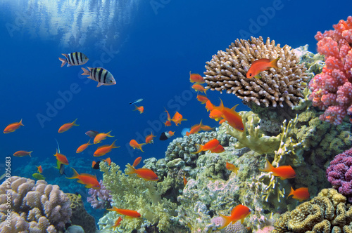 Tropical Fish on Coral Reef in the Red Sea photo