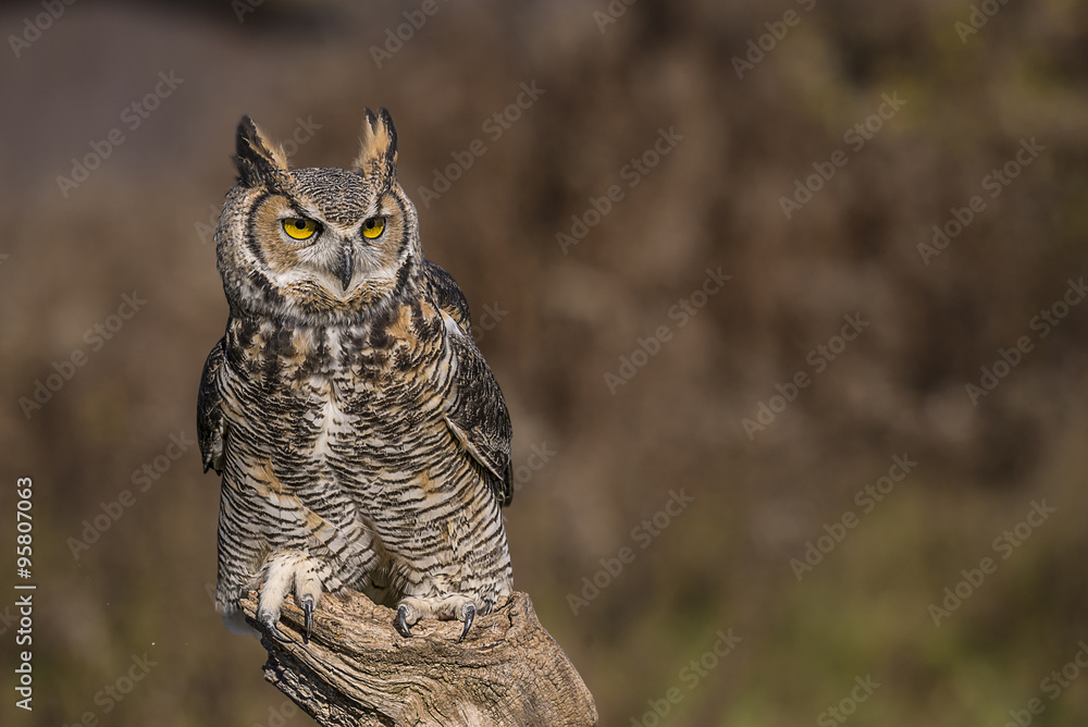 Great horned owl (Bubo virginianus) Great horned owl (Bubo virginianus)