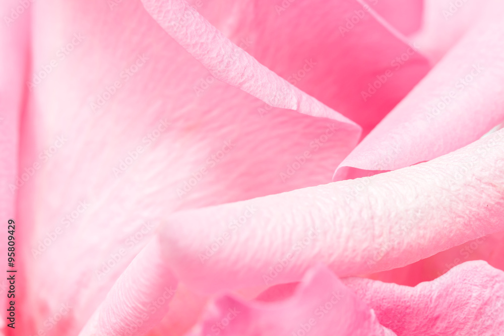 Naklejka premium Sweet pink rose