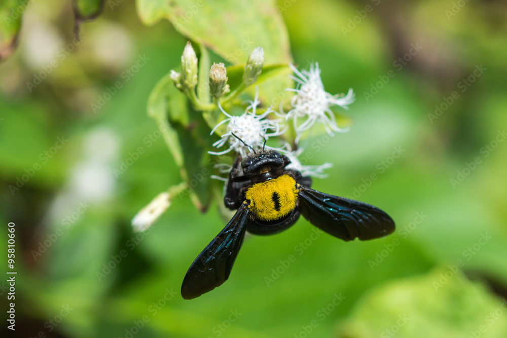 Bumble Bee and white flower